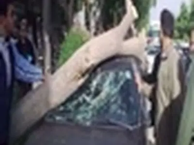 سقوط درخت پوسیده در بهشهر حادثه آفرید
