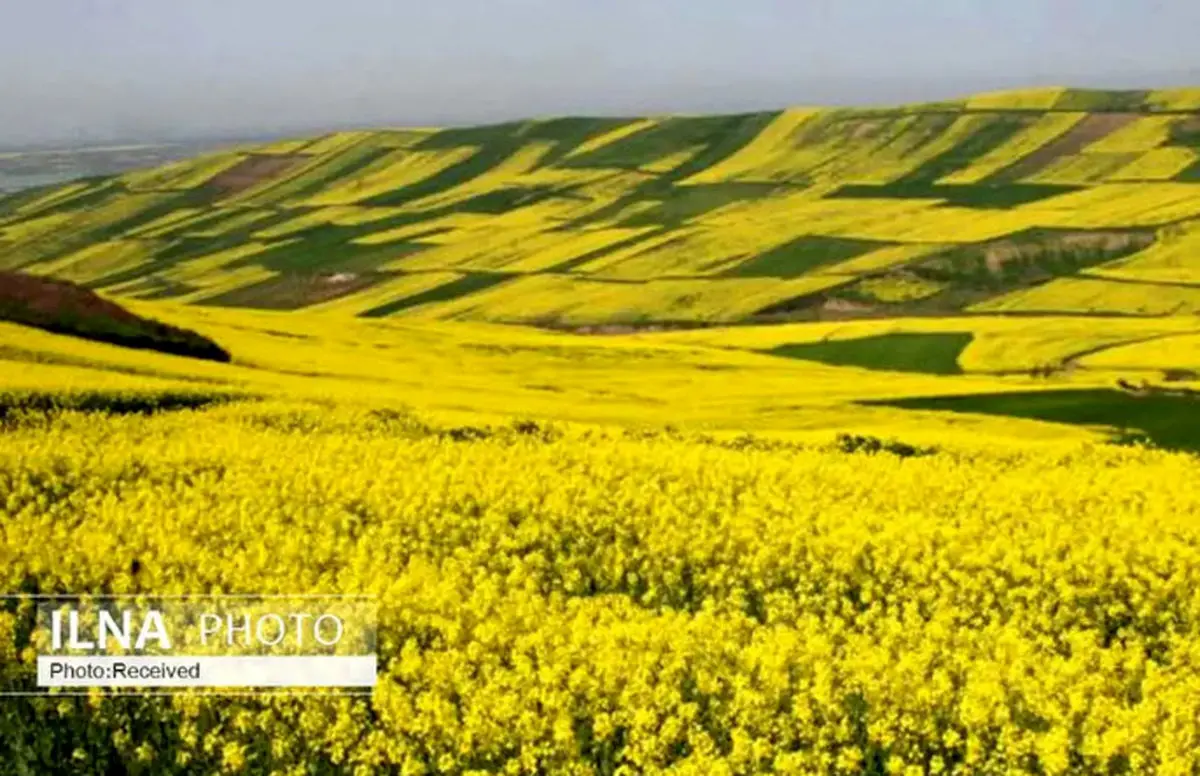 پرداخت ۷۰ درصد از طلب کاملیناکاران لرستان