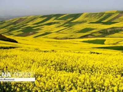 پرداخت ۷۰ درصد از طلب کاملیناکاران لرستان