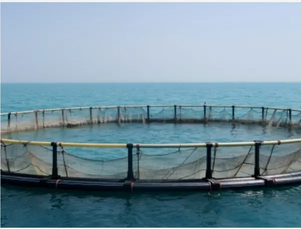 بهره برداری از قفس‌های پرورش ماهیان دریایی در خوزستان