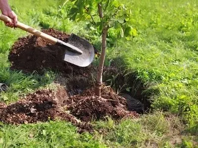 منابع آب طرح ملی کاشت درخت در گلستان چطور تامین خواهد شد؟