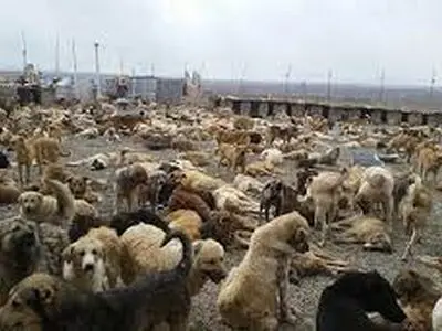 پناهگاه حیوانات تبریز تا پایان سال‌جاری به بهره‌برداری می‌رسد
