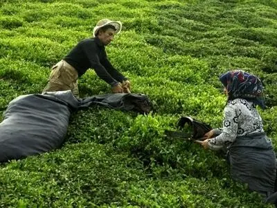 افزایش ۴۹ درصدی تولید برگ سبز چای/ پرداخت ۱۰۰ میلیارد تومان طلب چایکاران در هفته آینده