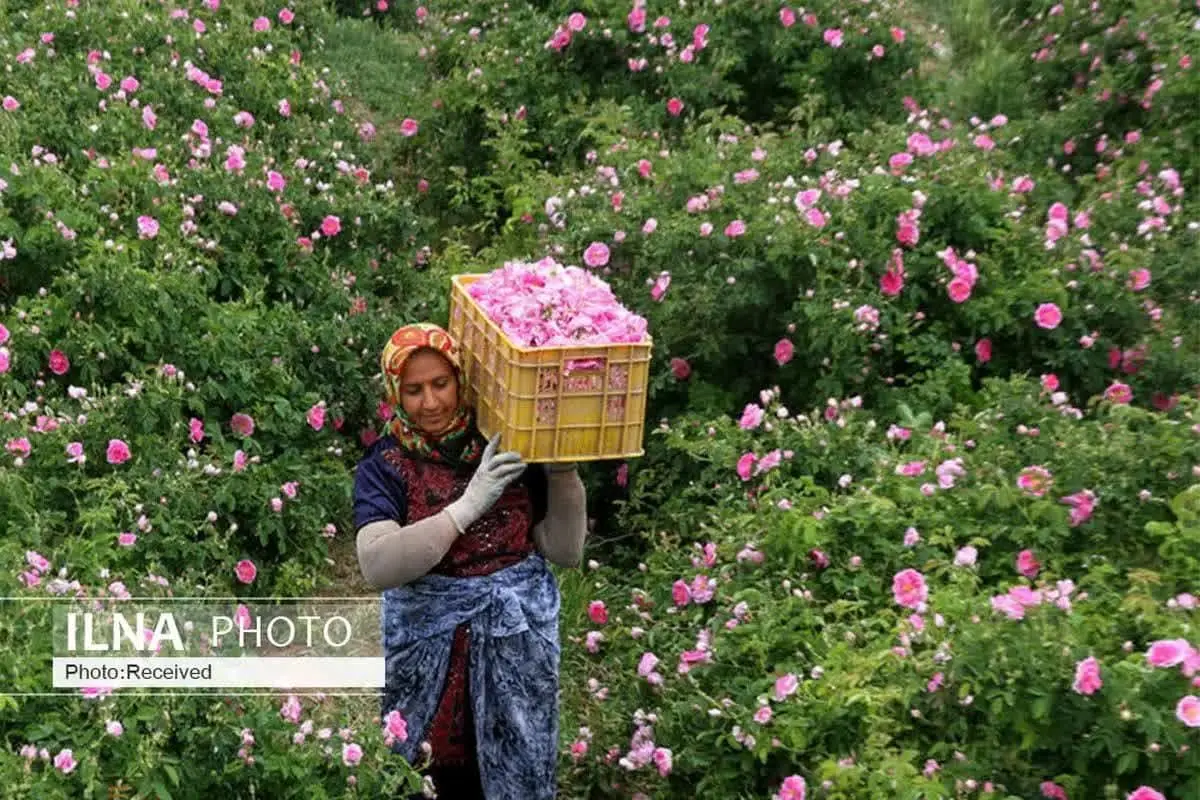 آغاز برداشت گل محمدی از مزارع بروجرد