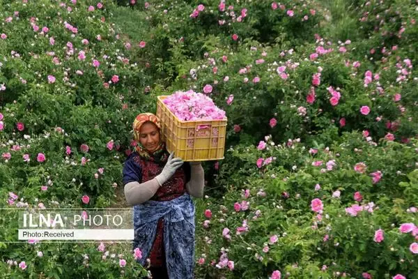 آغاز برداشت گل محمدی از مزارع بروجرد