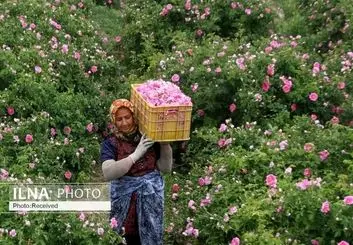 آغاز برداشت گل محمدی از مزارع بروجرد