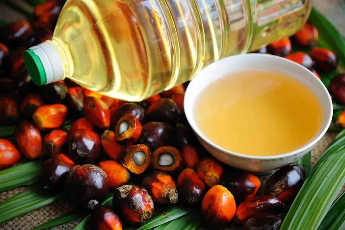 شروط وزارت خانه برای واردکنندگان روغن پالم+سند