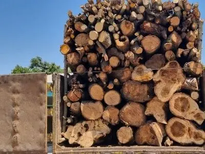شناسایی و انهدام باند قاچاق چوب با دوربین تله‌ای در استان مازندران