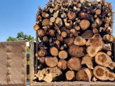 شناسایی و انهدام باند قاچاق چوب با دوربین تله‌ای در استان مازندران