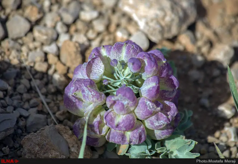 روستای خفر پادنا، پایتخت گیاهان دارویی ایران