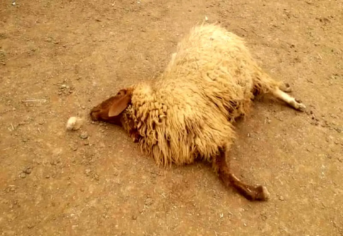 دامداران بخاطر شیوع بیماری ها از جابجایی غیرضروری دام ها خودداری کنند