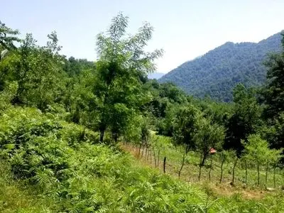 استقرار جوی پایدار در آسمان گیلان