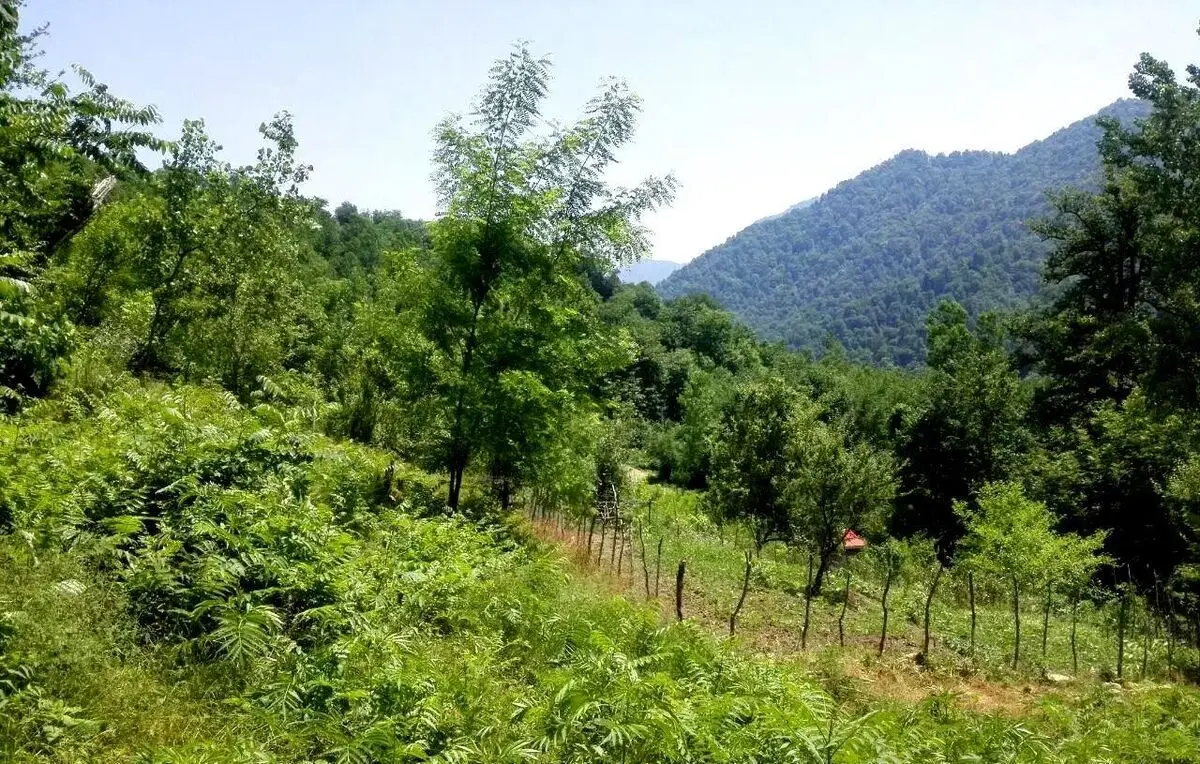 استقرار جوی پایدار در آسمان گیلان