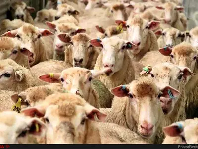 واردات ۵۰ هزار رأس گوسفند زنده تا پایان هفته