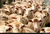 تعداد دام سبک کشور به ٦٤.٩ میلیون رأس رسید
