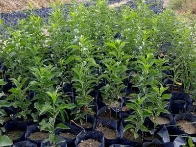 طرح کاشت نهال در گلستان با جدیدت دنبال شود