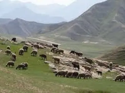 مراتع چرای بی رویه دام ‌پایش می شوند