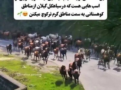 کوچ دست جمعی اسب های سیاهکل گیلان + فیلم