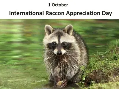 اول اکتبر روز جهانی راکون است