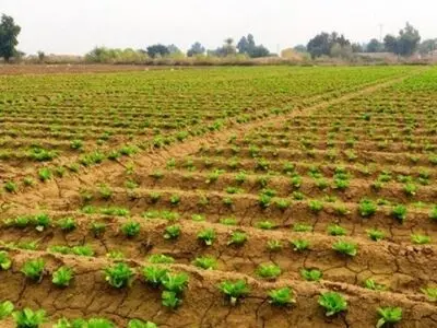 قول استاندار خوزستان برای کشت تابستانه در امیدیه و هندیجان هم عملی نشد