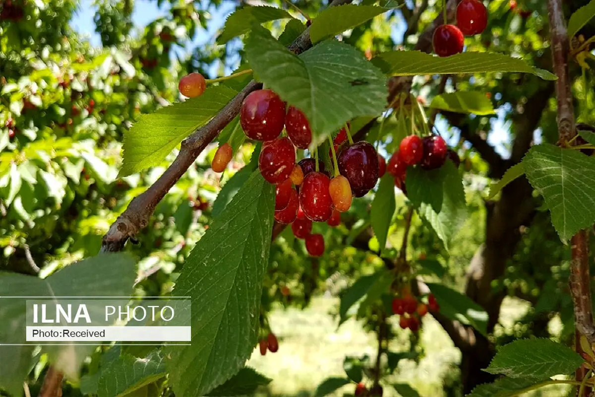 جشنواره گیلاس ۲۵خرداد ماه در هیر برگزار می شود