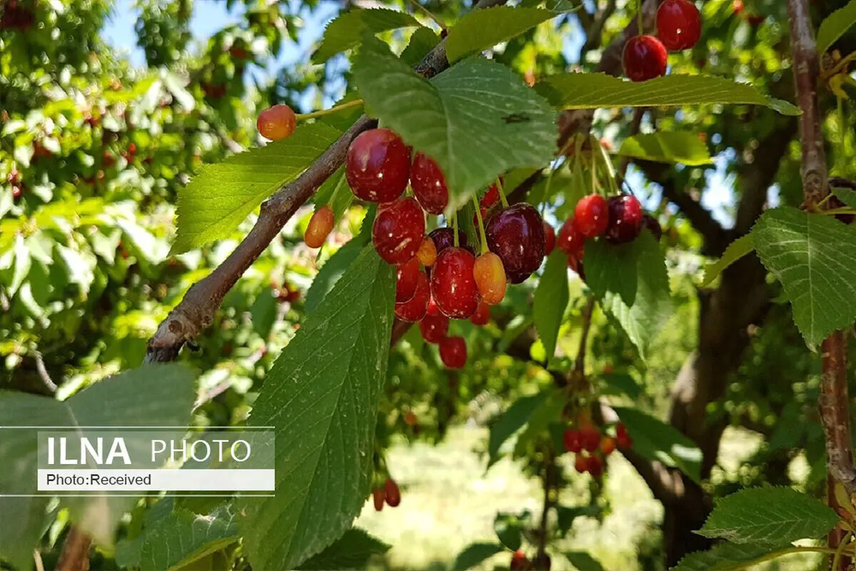 آغاز برداشت گیلاس از باغات الموت غربی