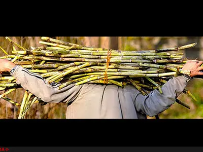 خاتمه اعتراض کارگران اخراجی مجتمع نیشکر کارون 