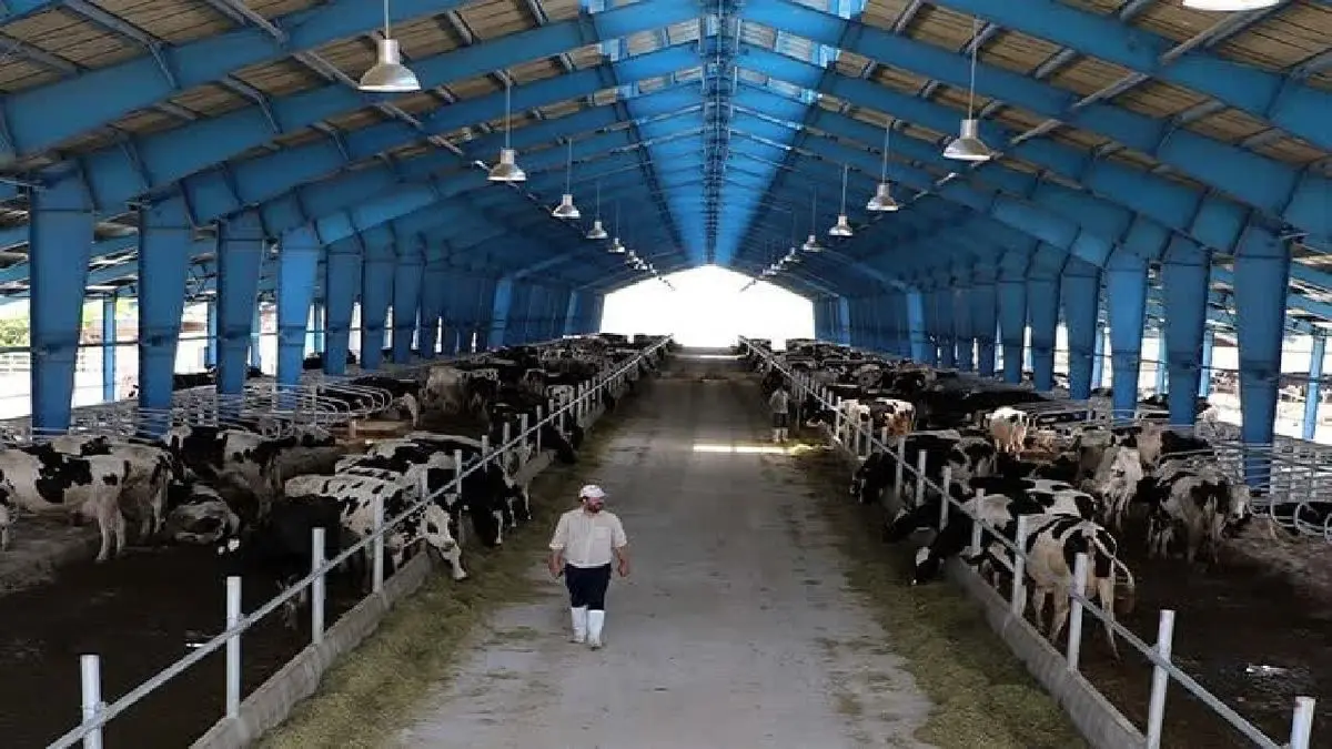 بازگشت 30 واحد پرواربندی غیرفعال استان مرکزی به چرخه تولید