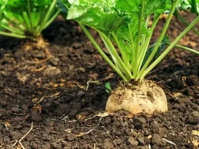 افزایش ۵۰ درصدی سطح زیر کشت چغندر قند در شمال آذربایجان غربی