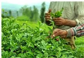 تمدید مهلت خرید تضمینی برگ سبز چای تا ۱۰ آبان