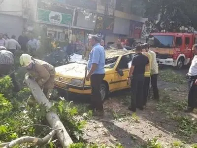 سقوط چنار ۱۰ متری در خیابان‌شریعتی/ خسارت دیدن دو خودرو