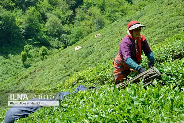 Iran's tea export stands at 10,000 tons in 7 months