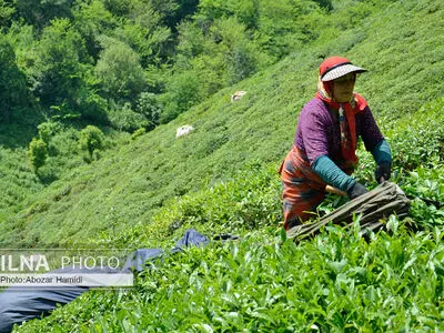 
Iran’s tea exports up 48% in 8 months: official
