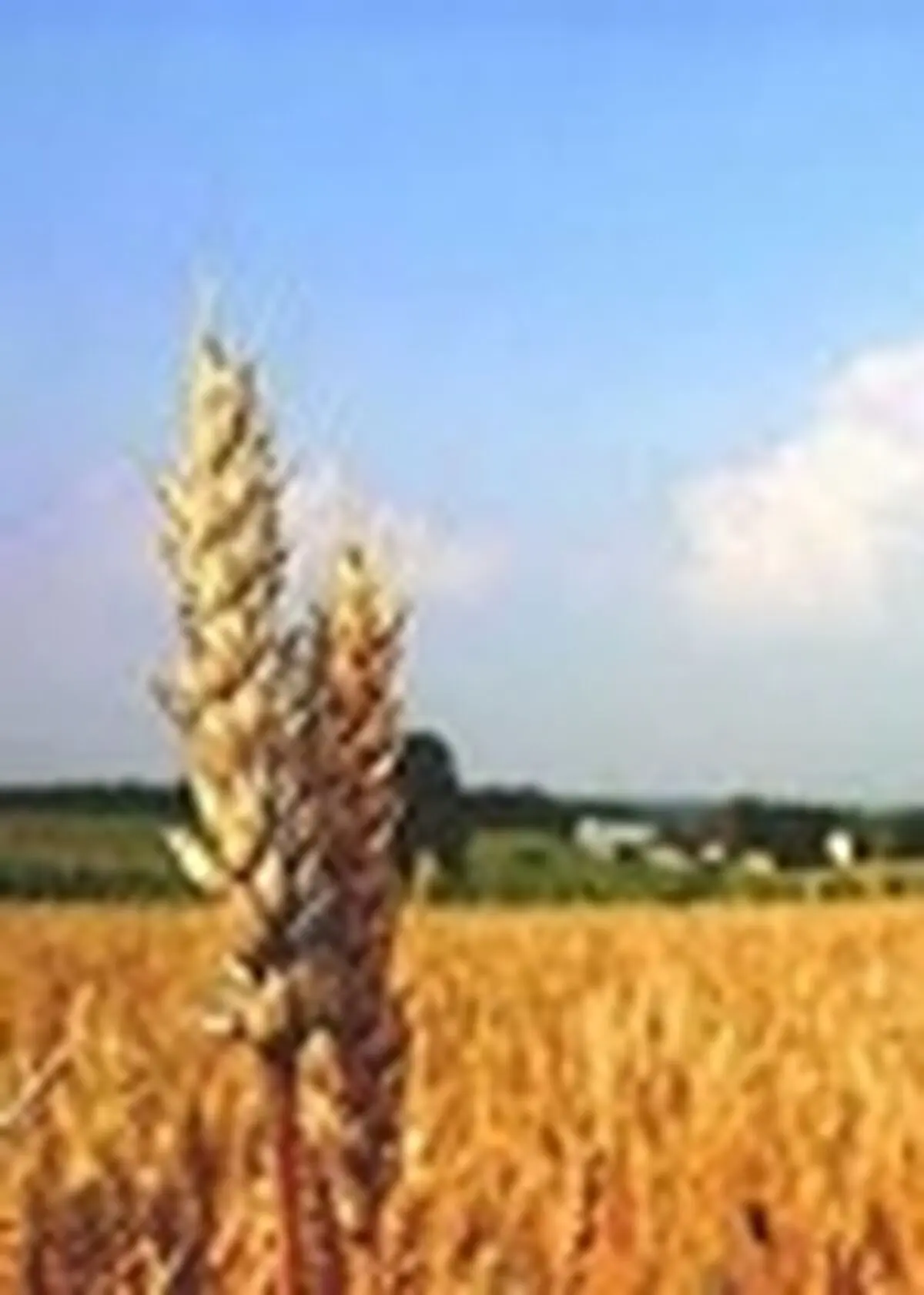 عملکرد ۱۰۰ روزه دولت در بخش کشاورزی تشریح شد