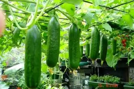 تولید سالانه ۱۵ هزارتن سبزی و صیفی در گلخانه های آذربایجان غربی/ محصولات گلخانه ای استان از ارزش بالای صادراتی برخوردار است