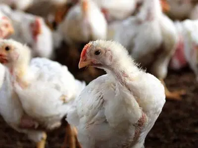 شیوع آنفولانزای مرغی ۲۷۰۰ کارگر را بیکار کرد