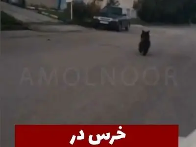 مشاهده یک قلاده خرس در شهر چمستان نور + فیلم