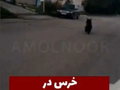 مشاهده یک قلاده خرس در شهر چمستان نور + فیلم