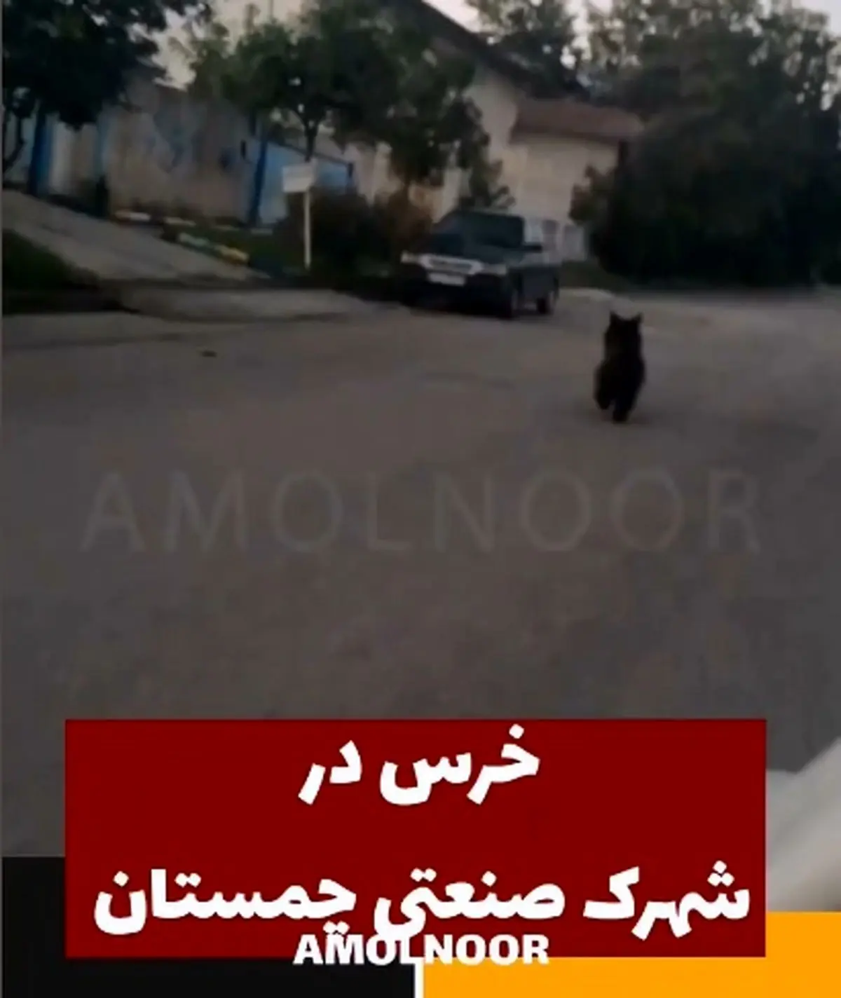 مشاهده یک قلاده خرس در شهر چمستان نور + فیلم