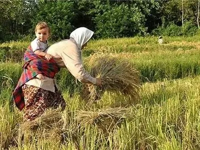 قیمت پایه برنج ۹۰ هزار تومان پیش‌بینی شده /​ ثبت سفارش برنج تا آذر ماه موقف شد 

