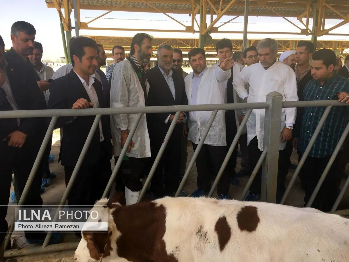 نخستین مجتمع دامپروری و تولید نهادههای ژنتیکی گاو سمینتال درکشور به بهرهبرداری رسید