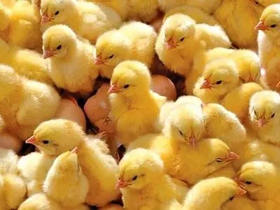 افزایش جوجه ریزی در مرغداری‌های شهرستان صومعه‌سرا شد