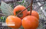 خرمالو رسیده و نارس را چطور تازه نگه داریم؟