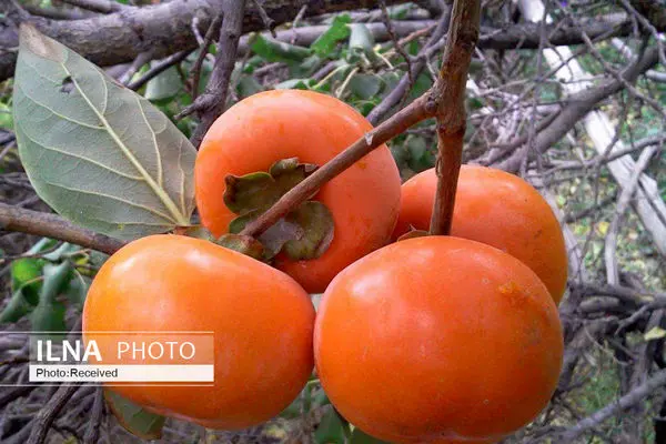 ۶۳۰ تن خرمالو در باغات قزوین تولید شد