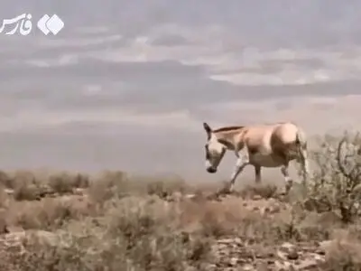 اولین گور ایرانی در سال ۱۴۰۴ در پارک ملی کویر گرمسار متولد شد + فیلم