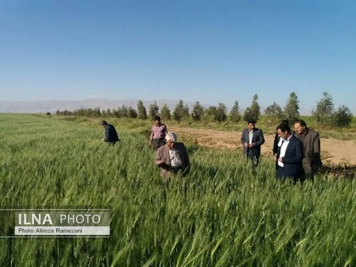 120 هزار تن دانه روغنی کلزا امسال از مزارع کشور برداشت می شود