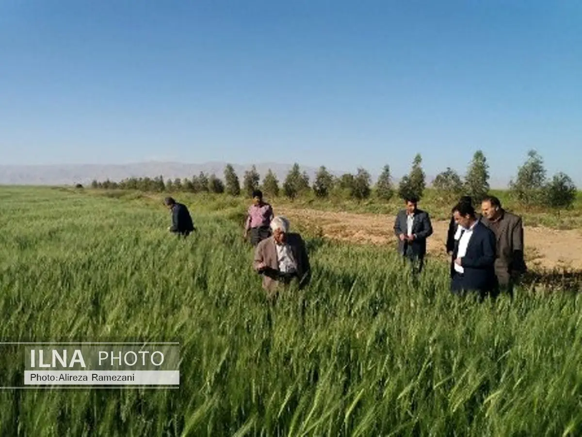 120 هزار تن دانه روغنی کلزا امسال از مزارع کشور برداشت می شود