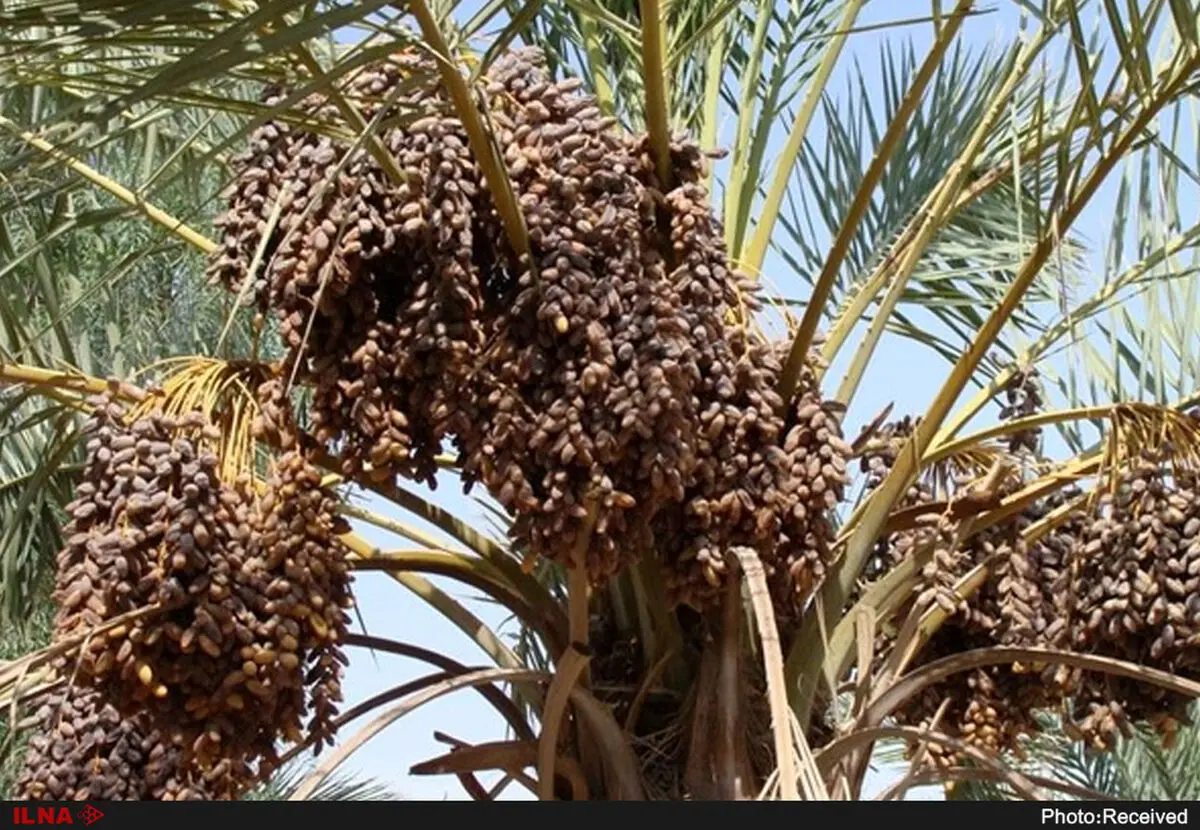 صادرات خرمای نیکشهر به 3 کشور هند، روسیه و پاکستان 