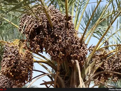 برداشت 13 هزار تنی خرما در جنوب سیستان و بلوچستان