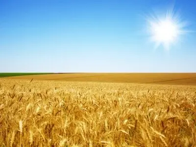 کسری گندم مفقود شده گلستان سه هزار و ۷۰۰ تن بوده است